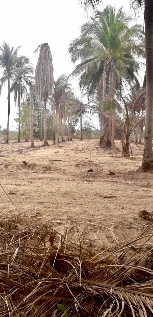 ขายที่ดินพัทยา บางแสน ชลบุรี สัตหีบ : 🔥ขายด่วน🔥ที่ดินราคาพิเศษ💥ใกล้พัทยา ต.โป่ง บางละมุง ชลบุรี ที่ดินติดที่สาธารณะ ใกล้มอเตอร์เวย์