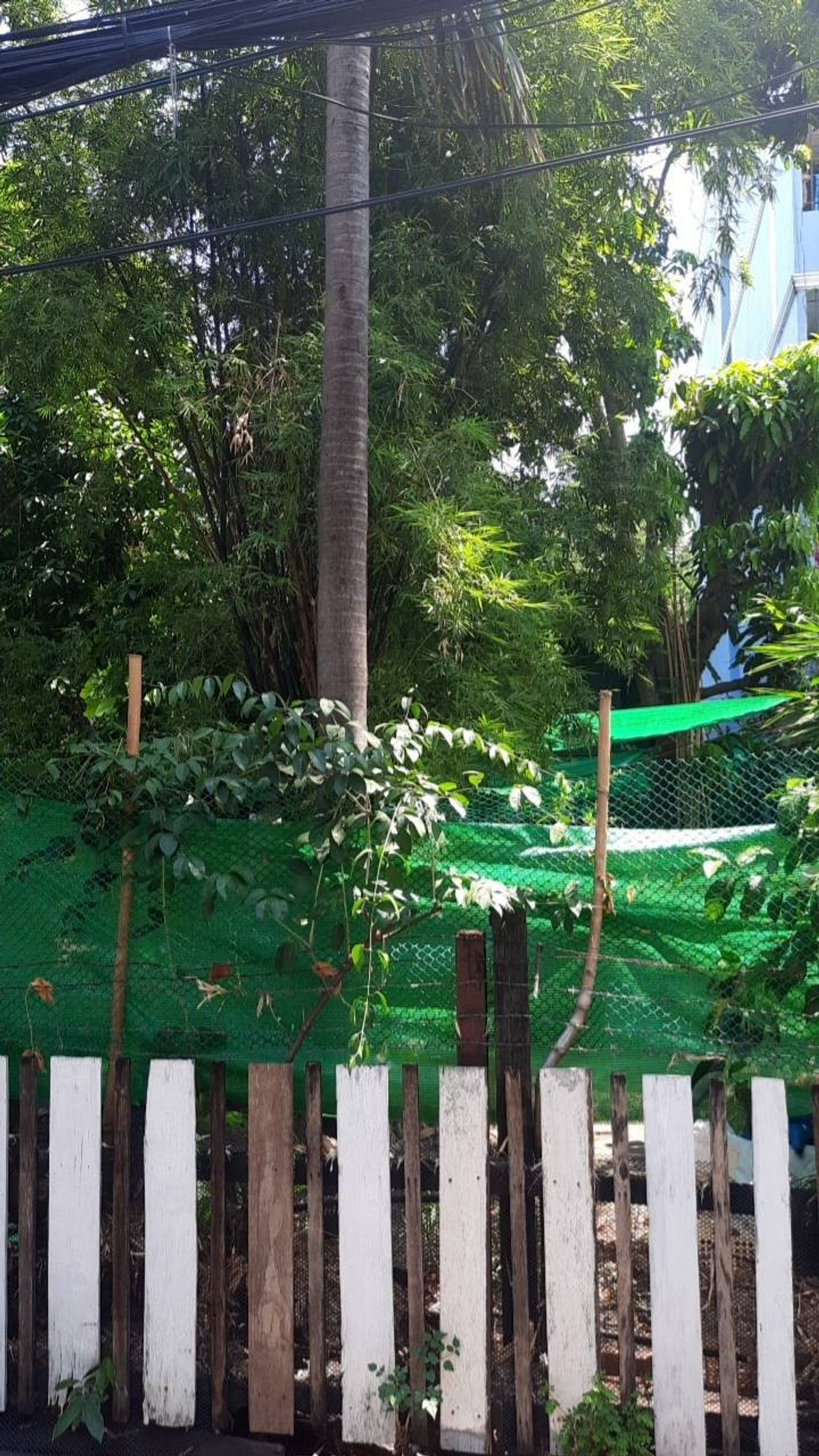 ขายที่ดินรัชดา ห้วยขวาง : ขายที่ดินรัชดา14 แยก 3 (100 ตร.ว.) ใจกลางรัชดา ใกล้ MRT ห้วยขวาง