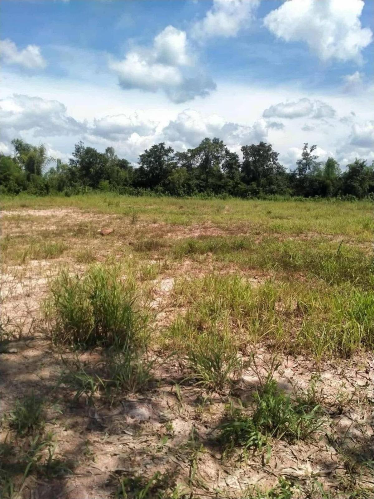 For SaleLandNakhon Phanom : For Sale land area 7-1-6.6 square wah Ban Phueng Subdistrict Mueang Nakhon Phanom District Nakhon Phanom , Ban Phueng , Mueang Nakhon Phanom , Nakhon Phanom , CX-135443