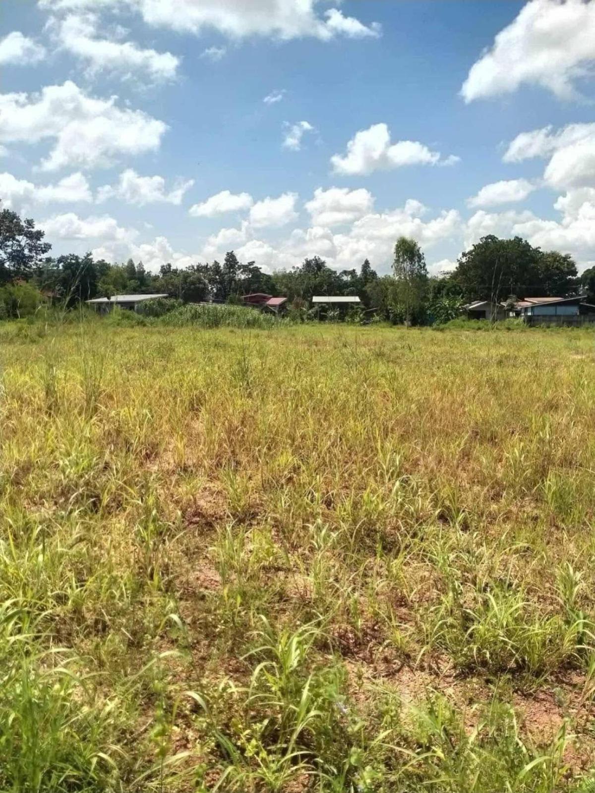 For SaleLandNakhon Phanom : For Sale land area 7-1-6.6 square wah Ban Phueng Subdistrict Mueang Nakhon Phanom District Nakhon Phanom , Ban Phueng , Mueang Nakhon Phanom , Nakhon Phanom , CX-135443