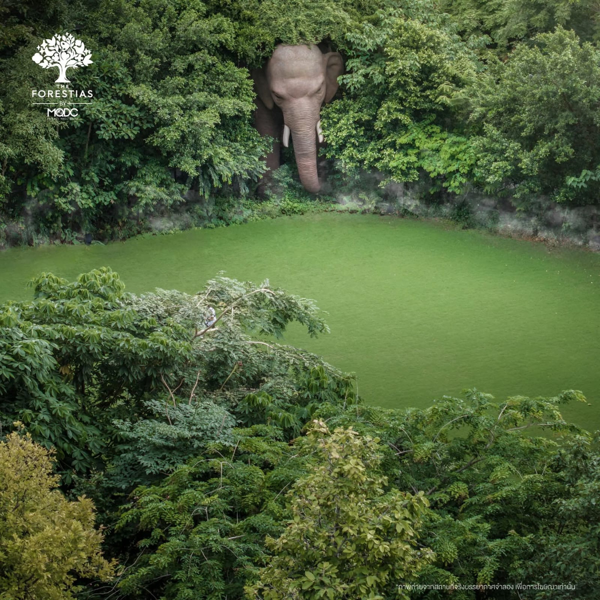 For RentCondoBangna, Bearing, Lasalle : Whizdom The Forestias - Mytopia (Brand New)