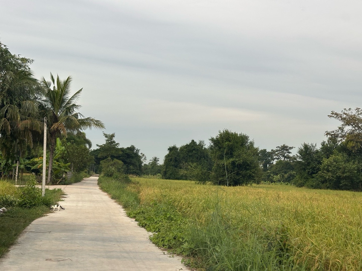 ให้เช่าที่ดินพัทยา บางแสน ชลบุรี สัตหีบ : ที่ให้เช่า หนองเหียง พนัสนิคม ชลบุรี 22ไร่ เหมาะทำเกษตรกรรม