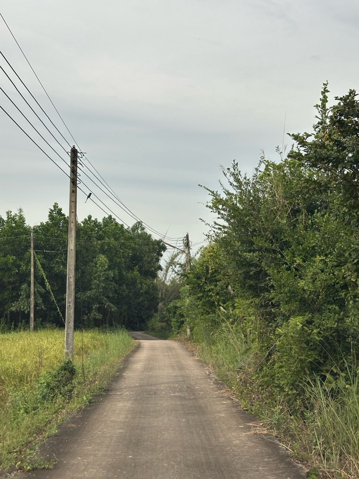 ให้เช่าที่ดินพัทยา บางแสน ชลบุรี สัตหีบ : ที่ให้เช่า หนองเหียง พนัสนิคม ชลบุรี 22ไร่ เหมาะทำเกษตรกรรม