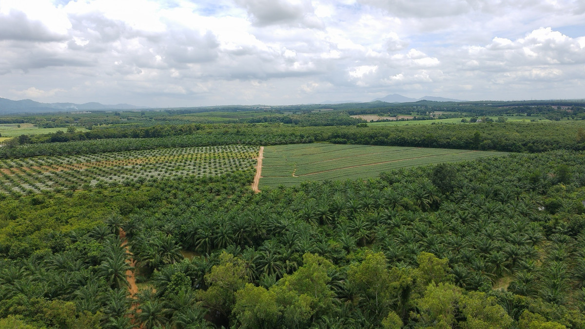 ขายที่ดินพัทยา บางแสน ชลบุรี สัตหีบ : Urgent!!! Sale: 400 rai of land in Ban Bueng, Chonburi.