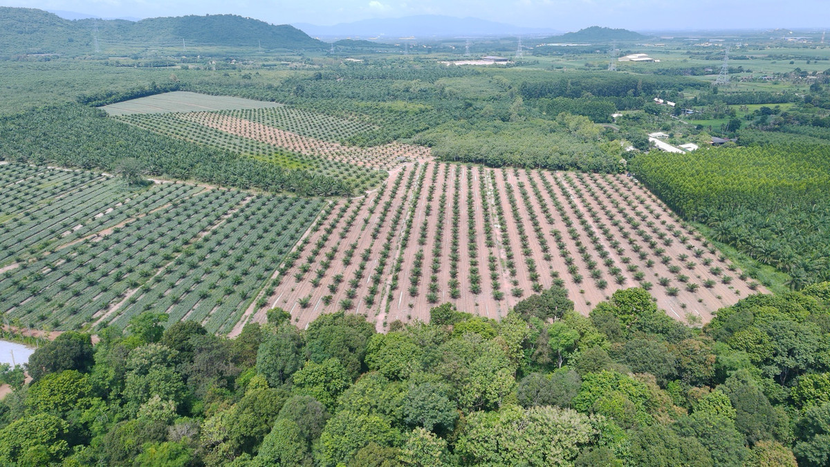 For SaleLandPattaya, Bangsaen, Chonburi : Land in Ban Bueng, 316 rai, next to the road on 3 sides, near Rojana Nong Yai Industrial Estate. Asia Clean Industrial Estate, convenient location