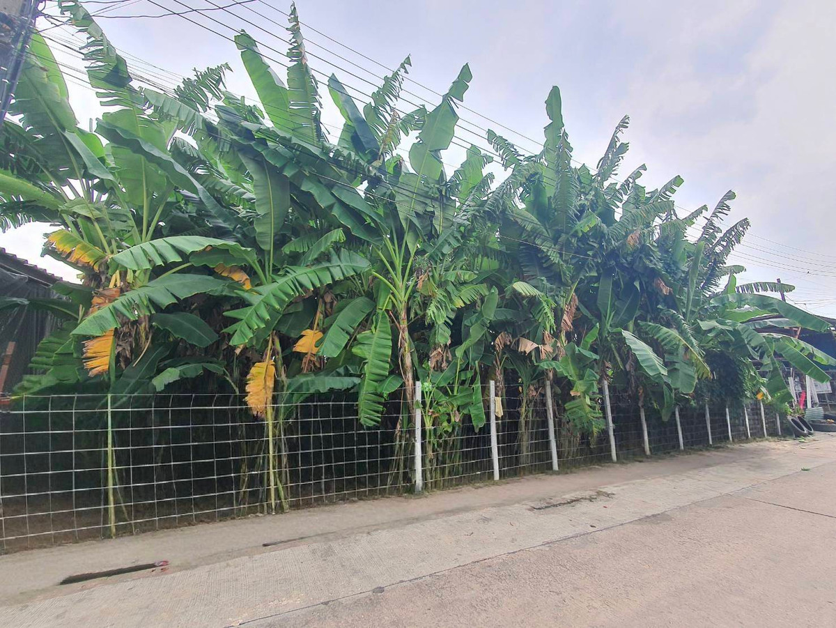 ขายที่ดินบางแค เพชรเกษม : ขายที่ดินเปล่า หมู่บ้านเศรษฐกิจ ใกล้เดอะมอลล์บางแค ( เพชรเกษม )