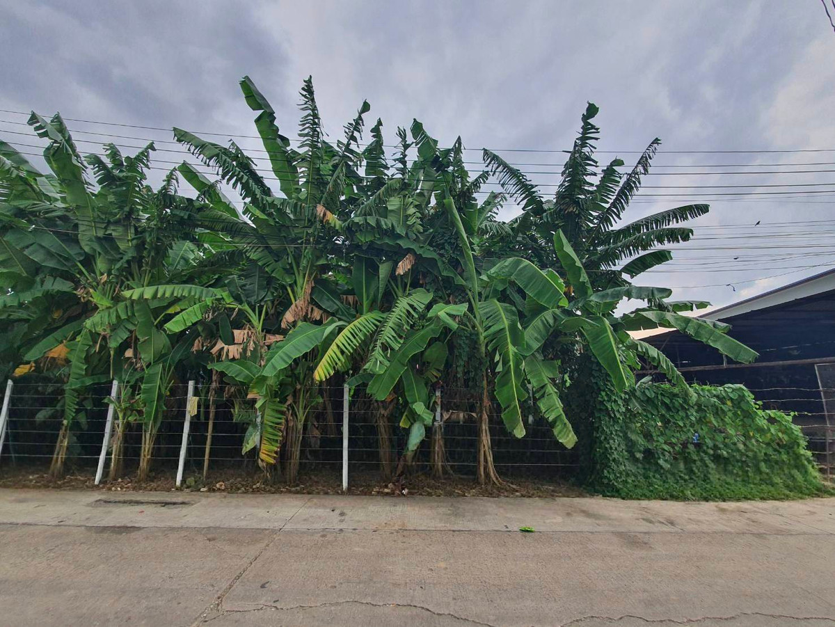 For SaleLandBang kae, Phetkasem : Empty land for sale economic village Near The Mall Bang Khae (Phetkasem)