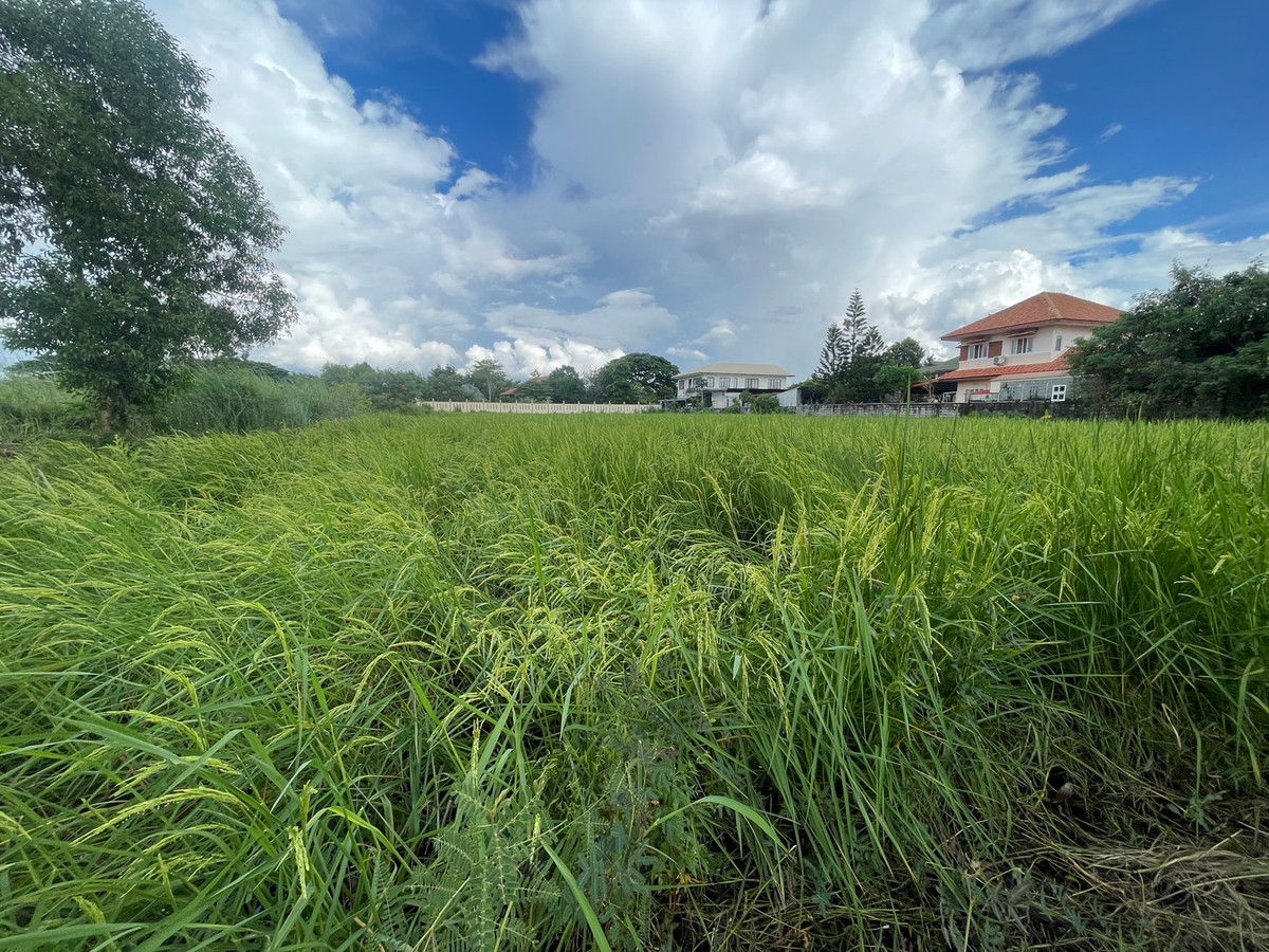 ขายที่ดินมหาสารคาม : ขายที่ดินเปล่า 2 ไร่ 2 งาน 2 ตารางวา ถนนโยธาธิการและผังเมือง เขตเทศบาลเมืองมหาสารคาม