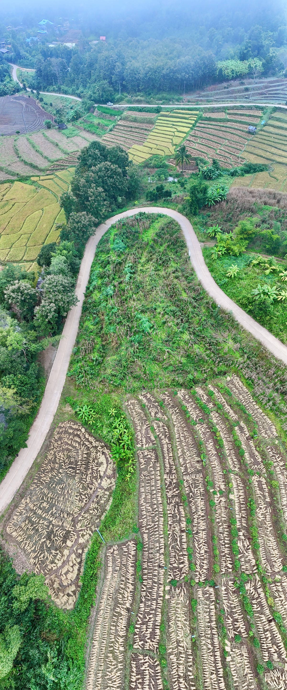 ขายที่ดินเชียงใหม่ : ขายที่ดิน บนเนินดอย ฮวงจุ้ยท้องมังกร เห็นวิวดอยอินทนนท์ วิวดีหมอกสวยมาก ต.ท่าผา อ.แม่แจ่ม จ.เชียงใหม่ ขนาด 2-0-11.8 ไร่ ราคาดีมากๆ 