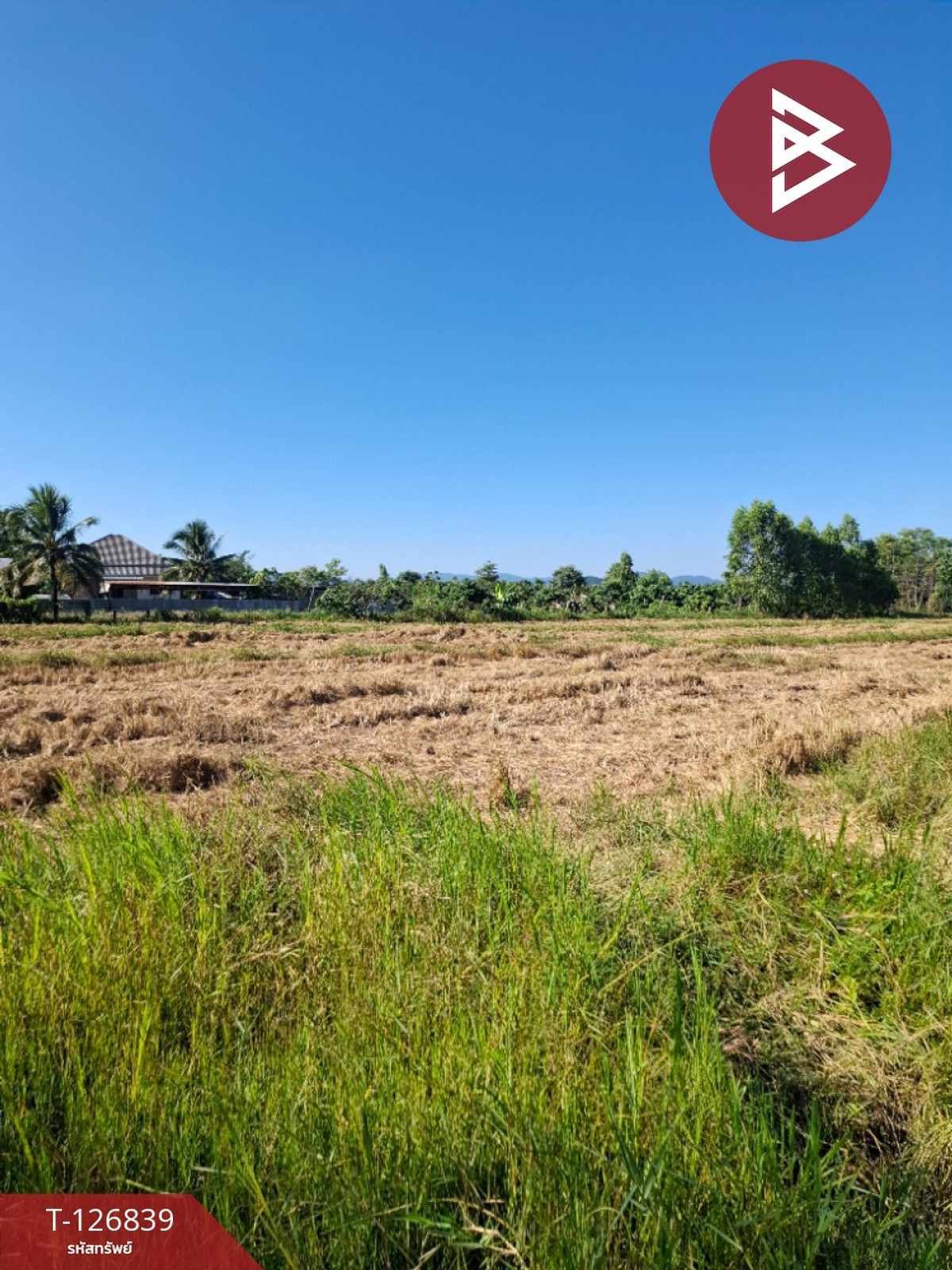 ขายที่ดินเชียงราย :  ขายที่ดินเปล่า เนื้อที่ 6 ไร่ 1 งาน 57 ตารางวา ขุนตาล เชียงราย