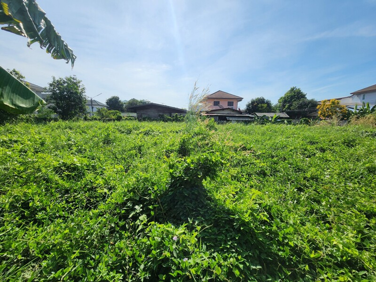 ขายที่ดินปทุมธานี รังสิต ธรรมศาสตร์ : 88471 - ขายที่ดินถมแล้ว ล้อมรั้วรอบ ทำการเกษตร 336 ตรว. ลำลูกกา ปทุมธานี