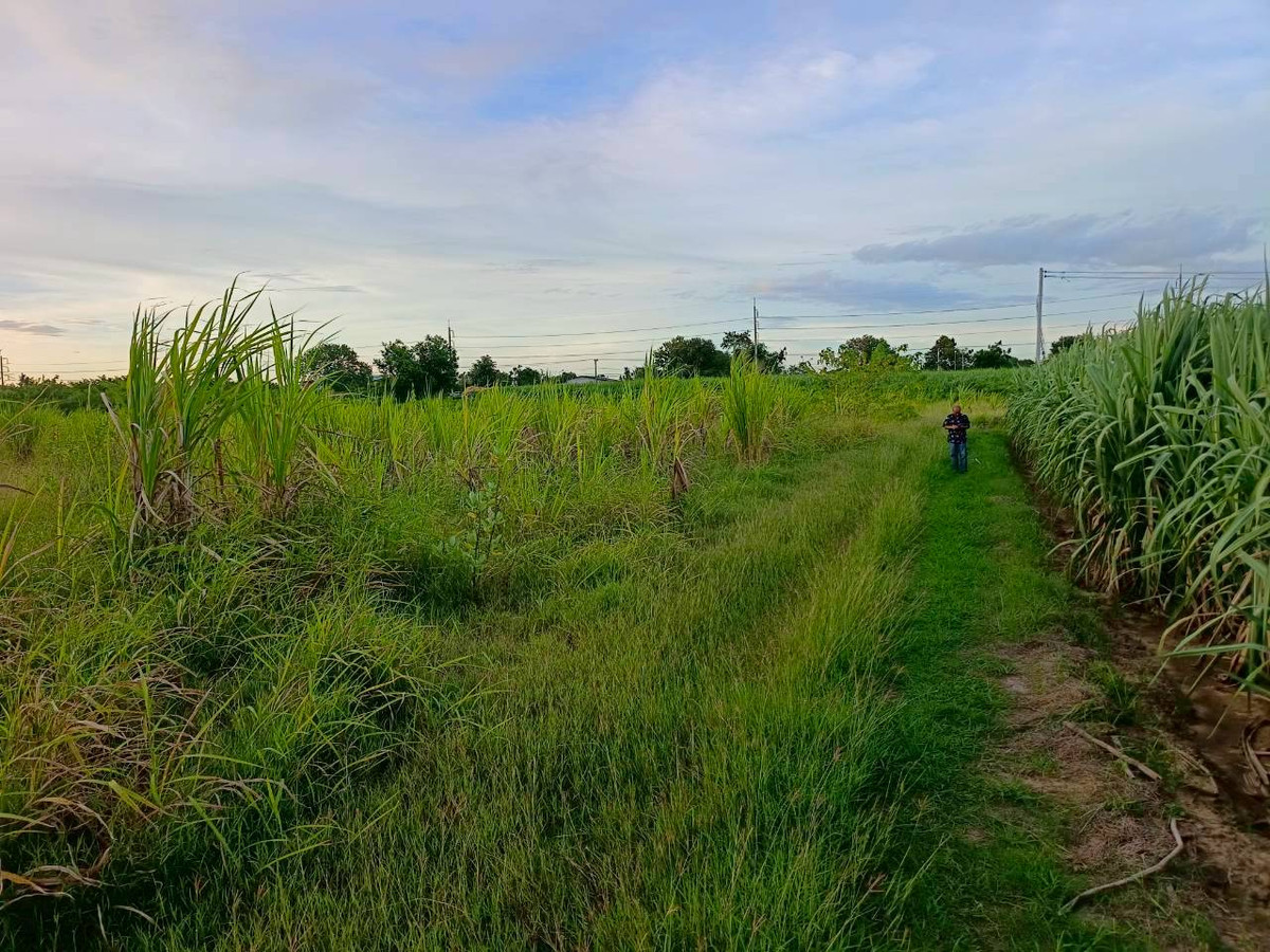 ขายที่ดินกาญจนบุรี : 95020 - ขายที่ดินเปล่า 5-3-46 ไร่ ทำเลดีมาก ใกล้ถนนแสงชูโต เพียง 150 เมตร - วังศาลา ท่าม่วง กาญจนบุรี