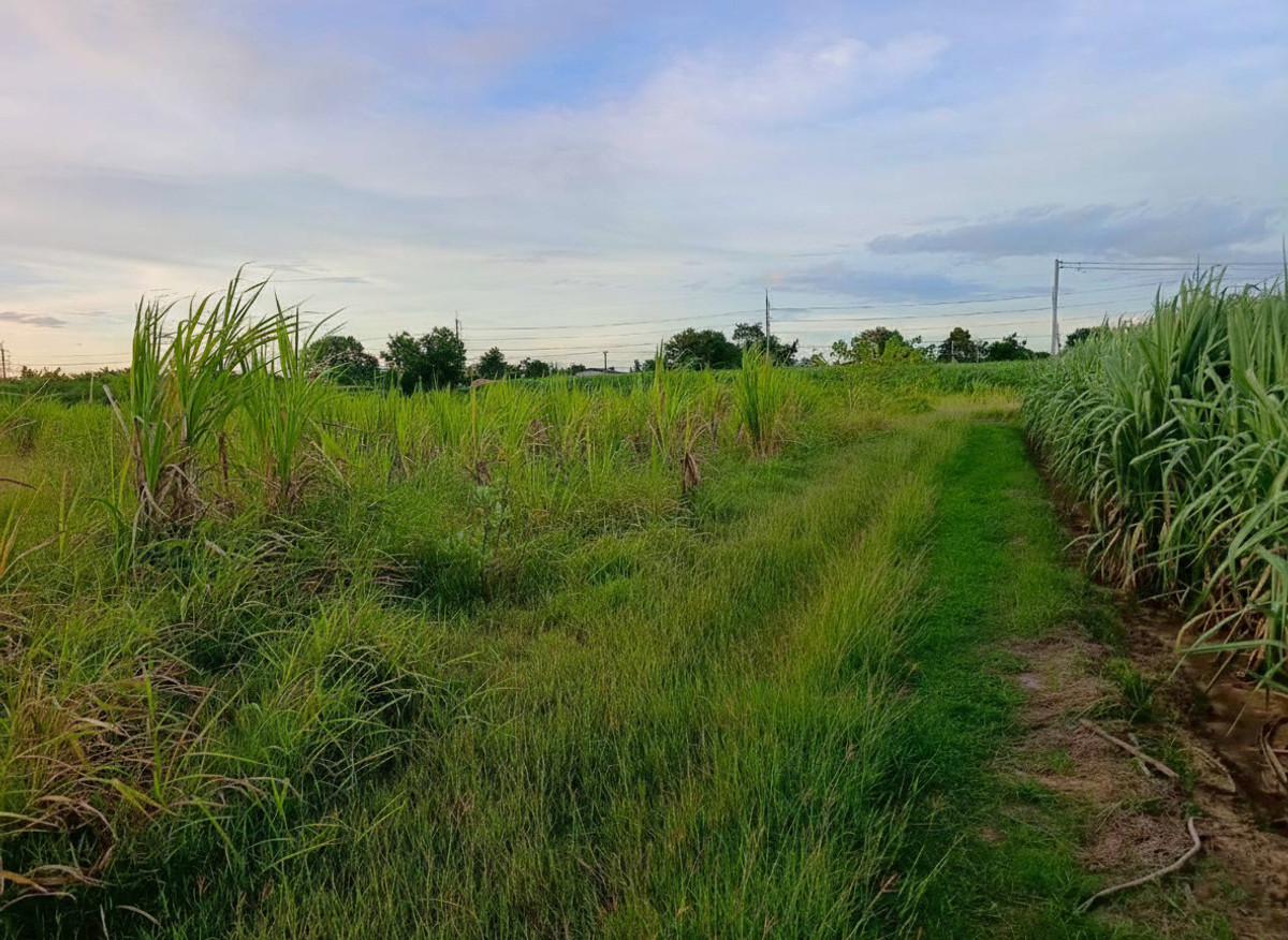 ขายที่ดินกาญจนบุรี : 95020 - ขายที่ดินเปล่า 5-3-46 ไร่ ทำเลดีมาก ใกล้ถนนแสงชูโต เพียง 150 เมตร - วังศาลา ท่าม่วง กาญจนบุรี