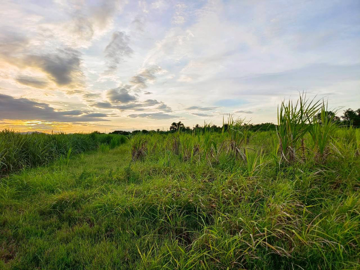 ขายที่ดินกาญจนบุรี : 95020 - ขายที่ดินเปล่า 5-3-46 ไร่ ทำเลดีมาก ใกล้ถนนแสงชูโต เพียง 150 เมตร - วังศาลา ท่าม่วง กาญจนบุรี