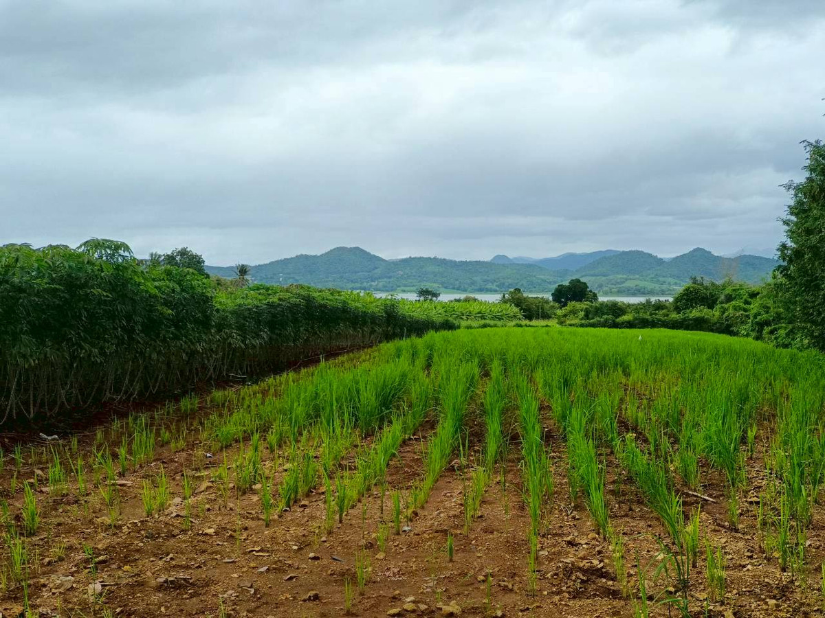 ขายที่ดินกาญจนบุรี : 95018 - ขายที่ดินเปล่า 3-1-51.2 ไร่ ใกล้เขื่อนศรีนครินทร์ - ทำเลธรรมชาติ วิวเขื่อน รายล้อมด้วยแหล่งท่องเที่ยวชื่อดัง