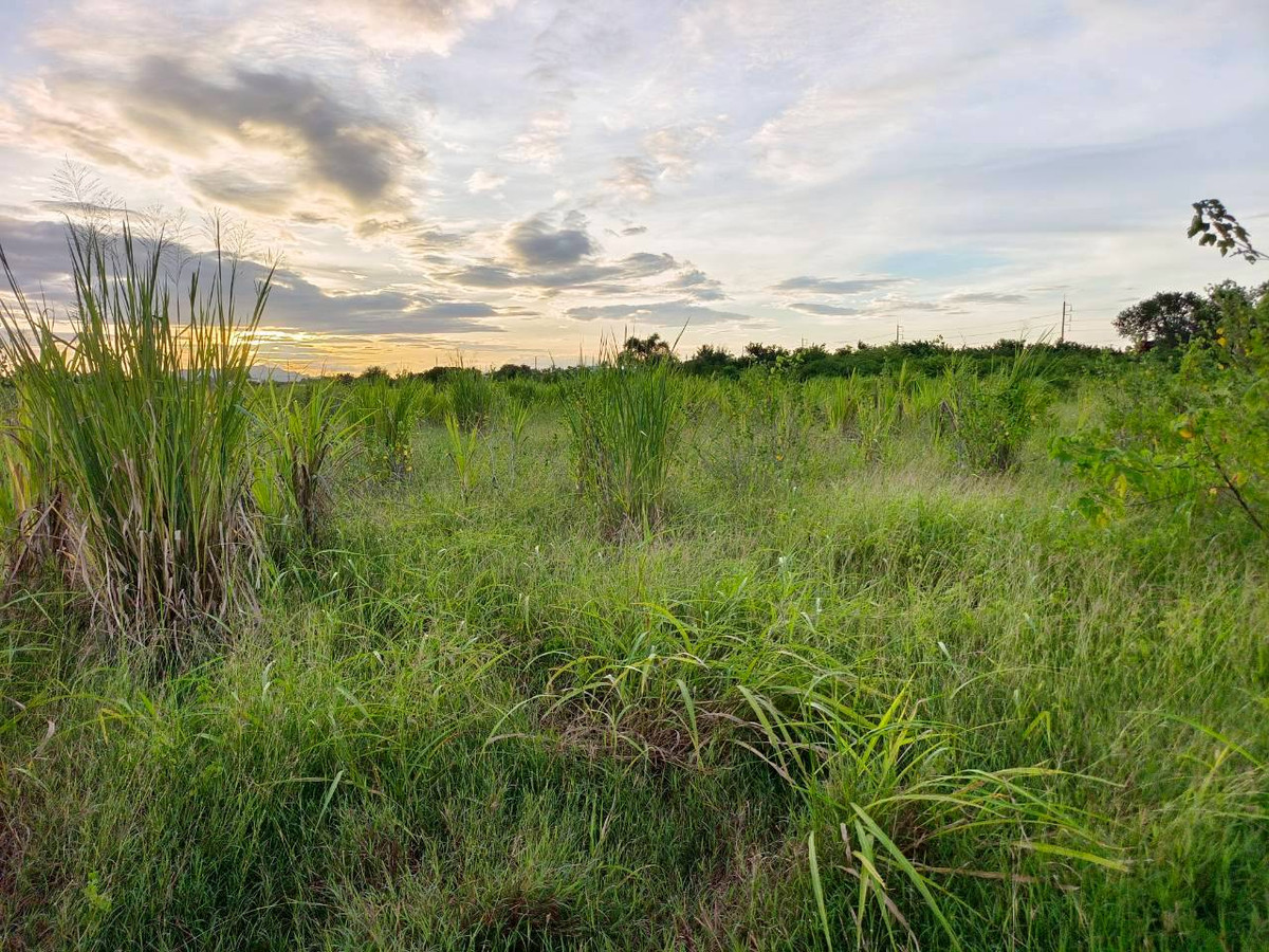 ขายที่ดินกาญจนบุรี : 95020 - ขายที่ดินเปล่า 5-3-46 ไร่ ทำเลดีมาก ใกล้ถนนแสงชูโต เพียง 150 เมตร - วังศาลา ท่าม่วง กาญจนบุรี