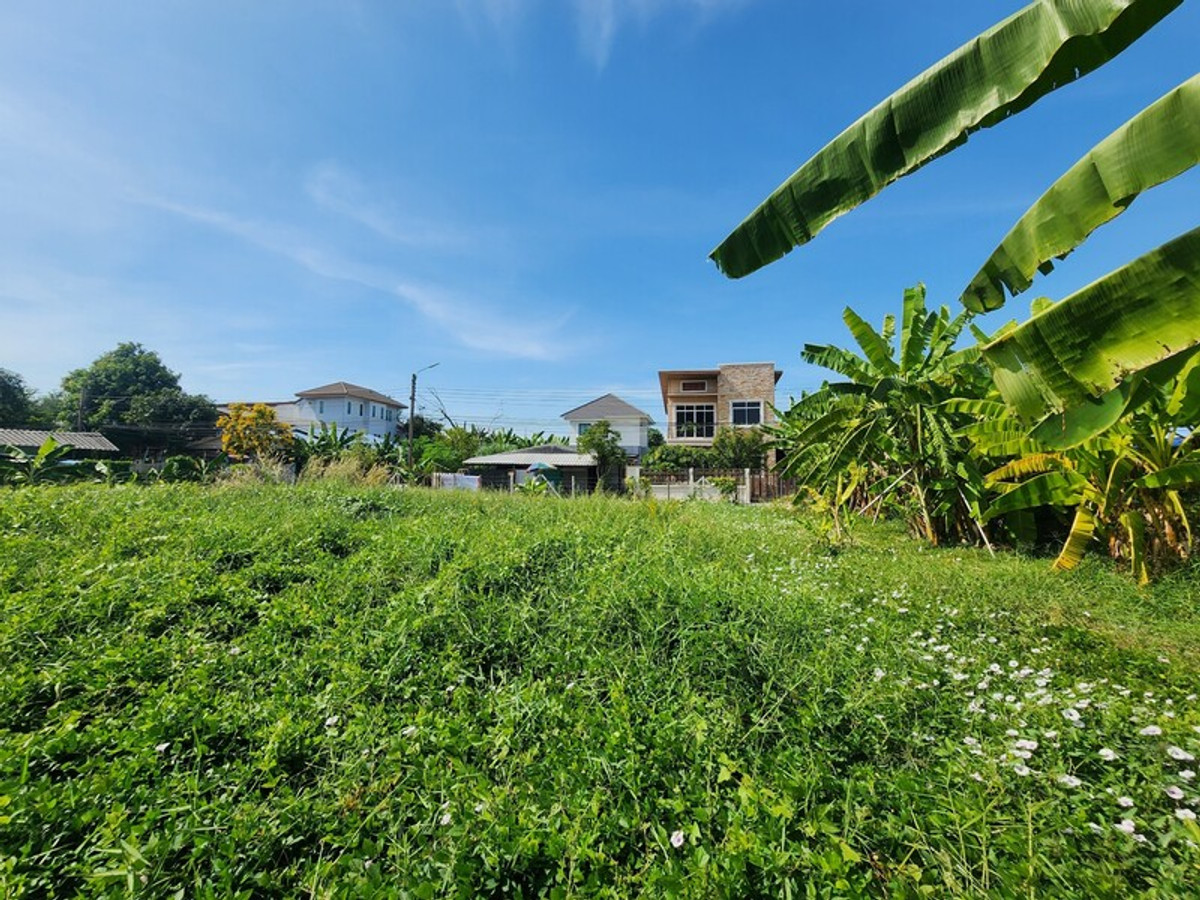 ขายที่ดินปทุมธานี รังสิต ธรรมศาสตร์ : 88471 - ขายที่ดินถมแล้ว ล้อมรั้วรอบ ทำการเกษตร 336 ตรว. ลำลูกกา ปทุมธานี