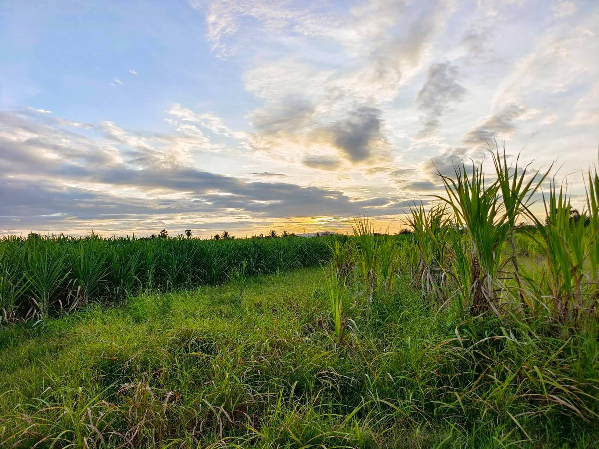 ขายที่ดินกาญจนบุรี : 95020 - ขายที่ดินเปล่า 5-3-46 ไร่ ทำเลดีมาก ใกล้ถนนแสงชูโต เพียง 150 เมตร - วังศาลา ท่าม่วง กาญจนบุรี