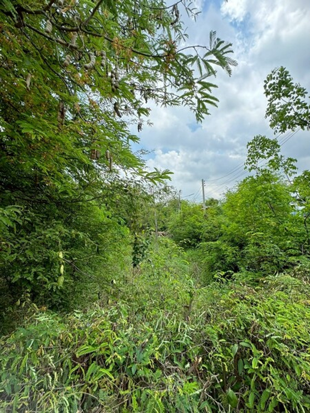 ขายที่ดินสุพรรณบุรี : 92620 - ขายที่ดินเปล่า 2ไร่ พิกัดซอยข้างแขวงการทางสุพรรณบุรี สามแยกอู่ยา ถนนมาลัยแมน อ.เมือง สุพรรณบุรี