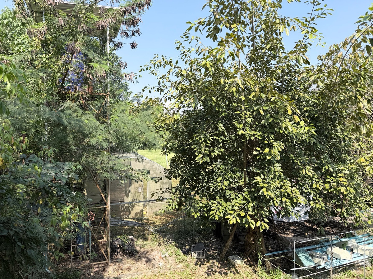 ขายที่ดินลำปาง : [Land Lampang] ขายด่วน! ที่ดิน 1 ไร่กว่า ริมแม่น้ำวัง วิวดี ใกล้เมืองลำปาง เหมาะสร้าง Private Luxury Villa รีสอร์ท ร้านอาหาร ลานแคมป์ปิ้ง