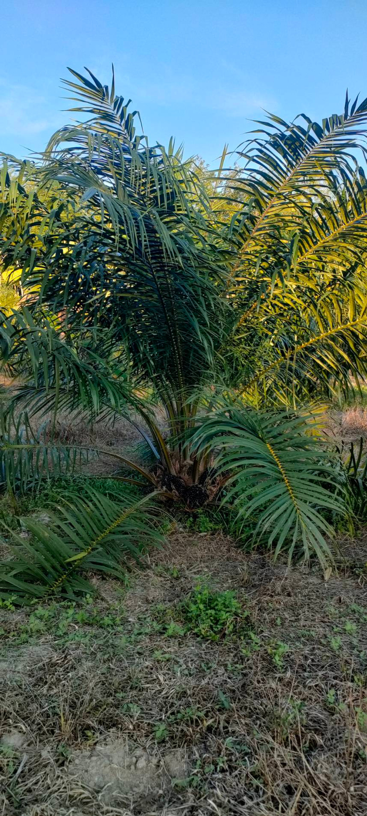 ขายที่ดินนครศรีธรรมราช : #เจ้าของขายเองครับ 🌴 สวนปาล์มพร้อมบ้าน 1 หลัง – ทำเลดี มีรายได้ทันที! ต.ท่ายาง อ.ทุ่งใหญ่ จ.นครศรีธรรมราช