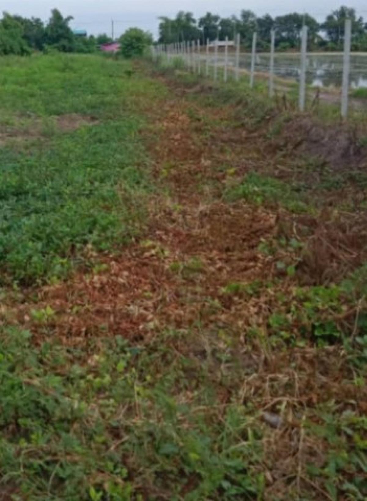 For SaleLandPathum Thani,Rangsit, Thammasat : For Sale One rai of vacant land in Lat Lum Kaeo District, Pathum Thani , CX-138001