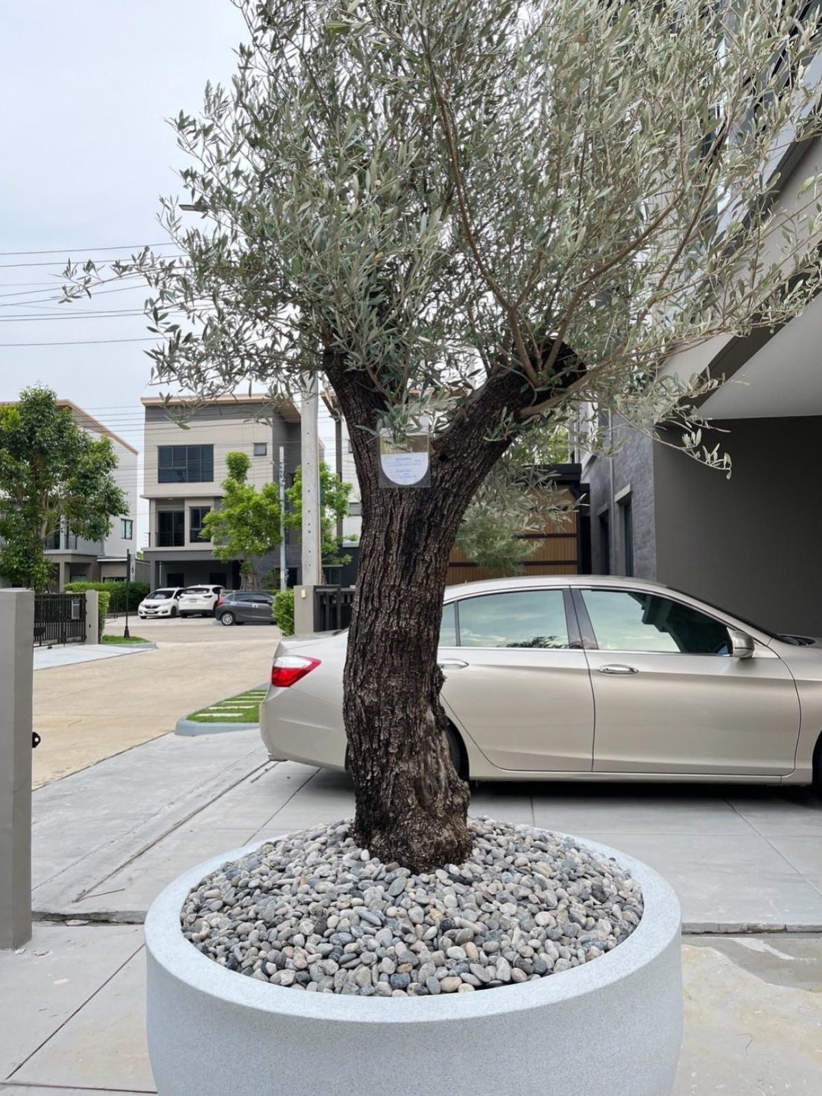 For SaleTownhomeNawamin, Ramindra : For Sale House , Baan Klang Muang Ramintra 83 Station , Ramintra , Khanna Yao , Bangkok , CX-135969