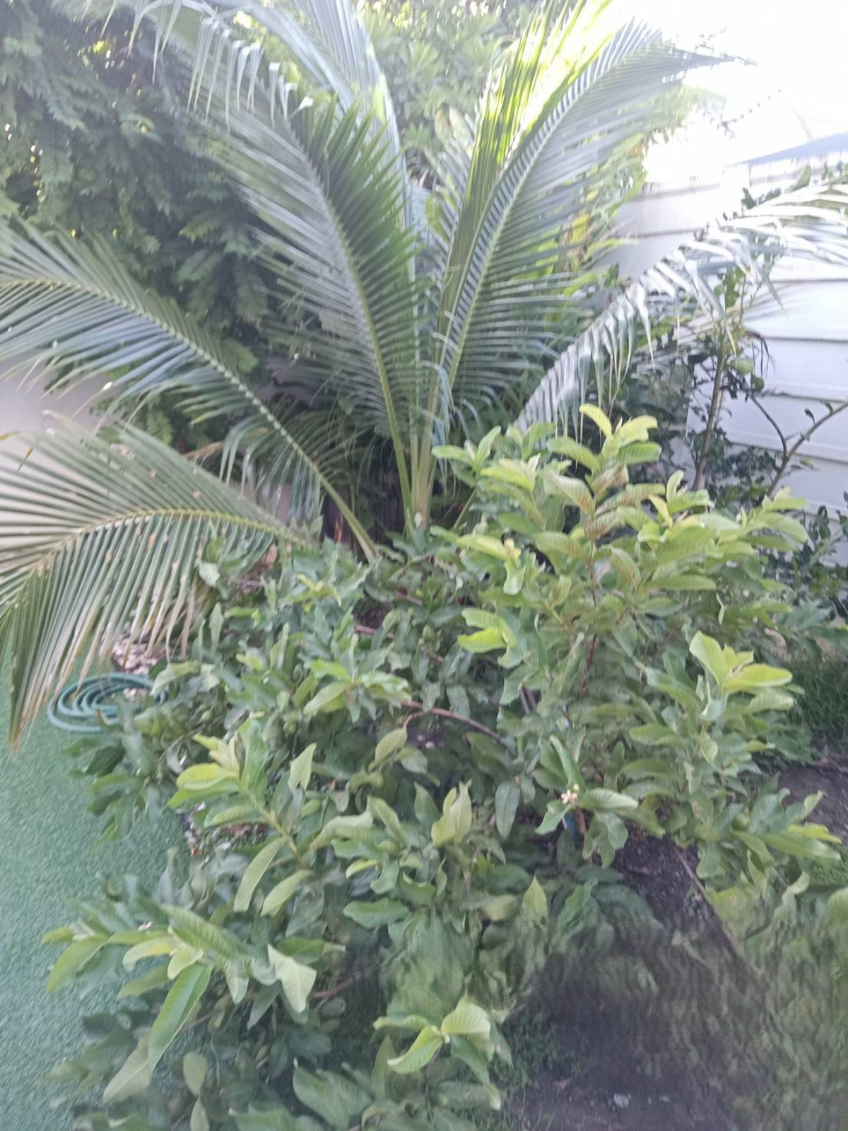 For SaleTownhomePathum Thani,Rangsit, Thammasat : 87837 - Townhome for sale, area 33.5 square wah, The Colors Mix Rangsit-Wongwaen, Lam Luk Ka Khlong 5, Pathum Thani, 10 minutes to Kanchanaphisek Expressway 9.