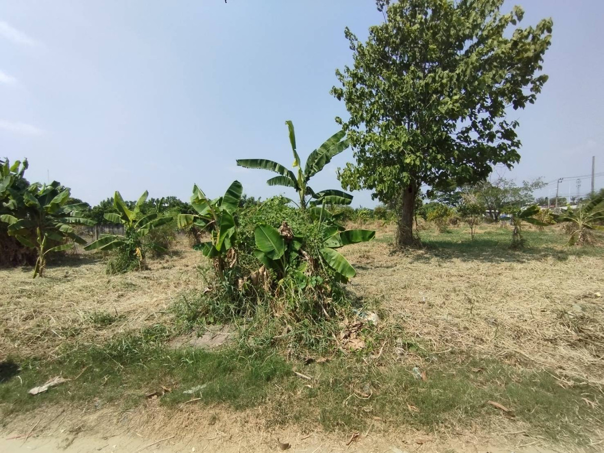 ขายที่ดินนนทบุรี บางใหญ่ บางบัวทอง : 86647 - ขาย ที่ดินเปล่า 1แปลง ใกล้แม่น้ำเจ้าพระยา