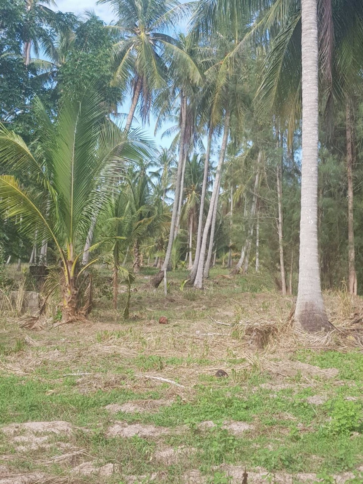 ขายที่ดินหัวหิน ประจวบคีรีขันธ์ : 86455 - ขายที่ดินทำเลดี เดินทางสะดวก ใกล้หาดแสงอรุณ ห่างจากถนนเพชรเกษมเพียง 800 เมตร ทับสะแก ประจวบคีรีขันธ์