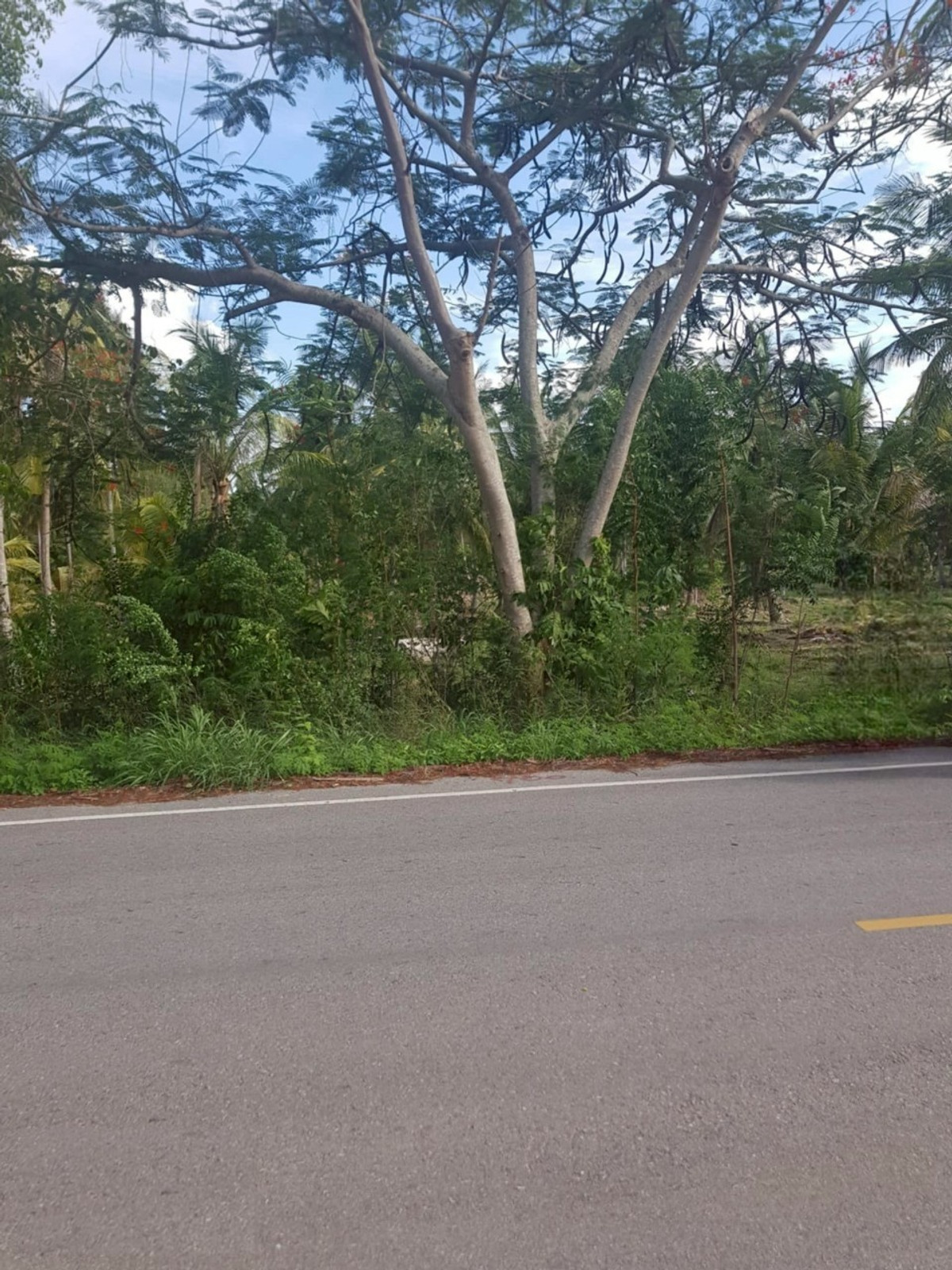 ขายที่ดินหัวหิน ประจวบคีรีขันธ์ : 86455 - ขายที่ดินทำเลดี เดินทางสะดวก ใกล้หาดแสงอรุณ ห่างจากถนนเพชรเกษมเพียง 800 เมตร ทับสะแก ประจวบคีรีขันธ์