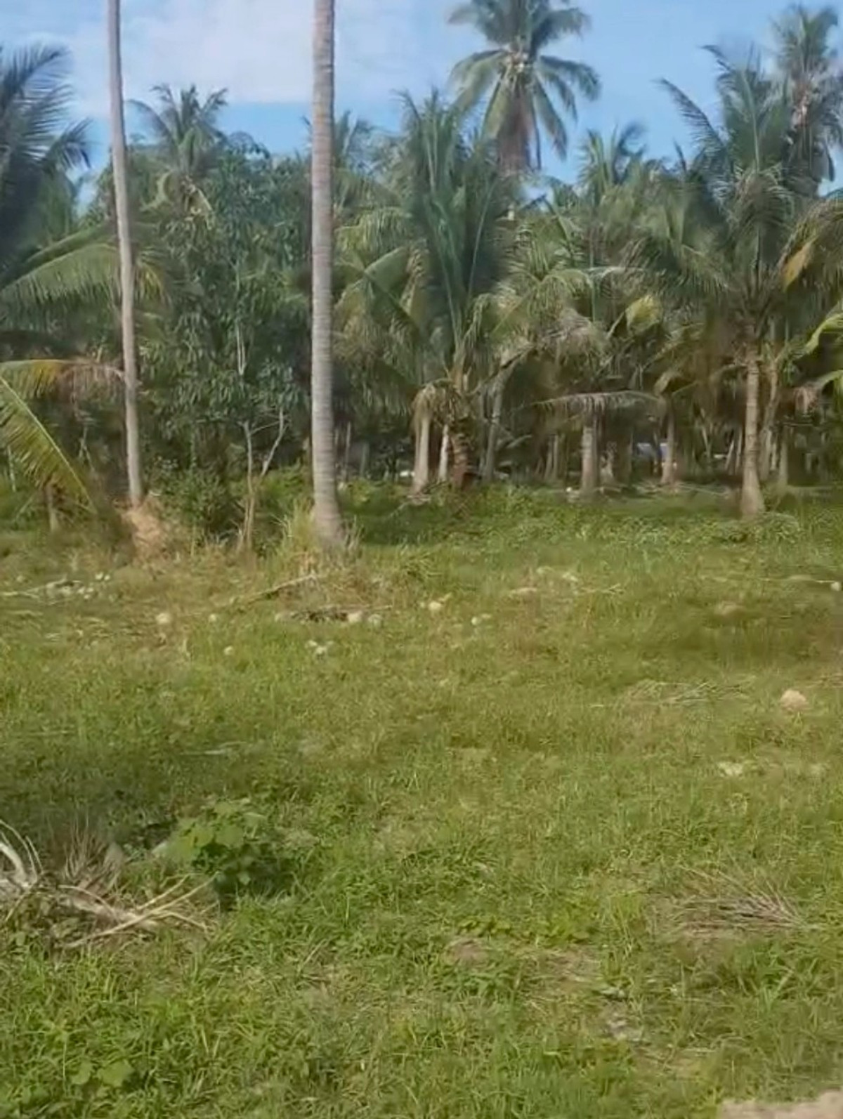 ขายที่ดินหัวหิน ประจวบคีรีขันธ์ : 86455 - ขายที่ดินทำเลดี เดินทางสะดวก ใกล้หาดแสงอรุณ ห่างจากถนนเพชรเกษมเพียง 800 เมตร ทับสะแก ประจวบคีรีขันธ์