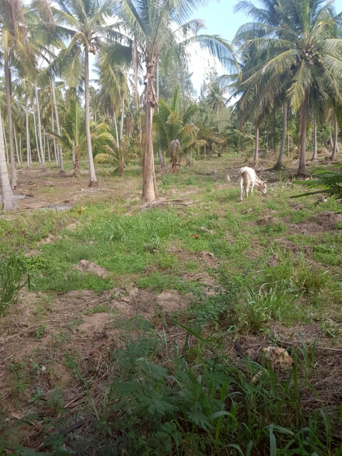 ขายที่ดินหัวหิน ประจวบคีรีขันธ์ : 86455 - ขายที่ดินทำเลดี เดินทางสะดวก ใกล้หาดแสงอรุณ ห่างจากถนนเพชรเกษมเพียง 800 เมตร ทับสะแก ประจวบคีรีขันธ์