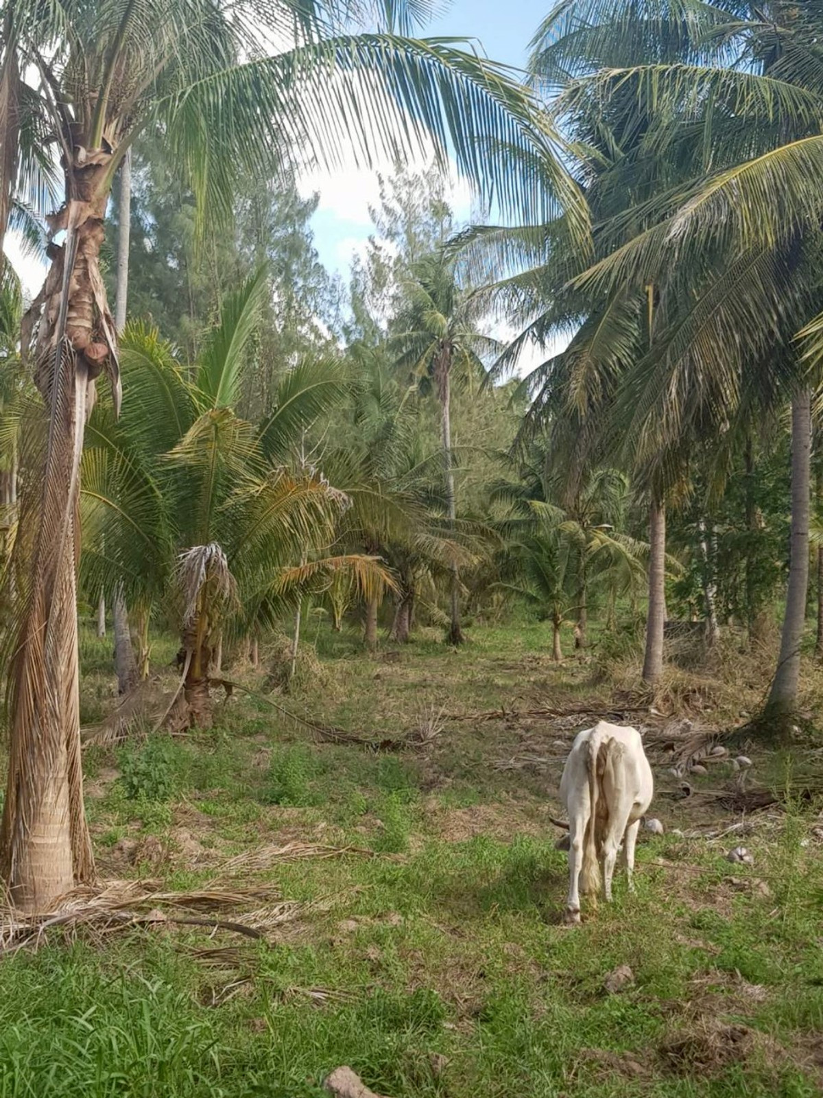 ขายที่ดินหัวหิน ประจวบคีรีขันธ์ : 86455 - ขายที่ดินทำเลดี เดินทางสะดวก ใกล้หาดแสงอรุณ ห่างจากถนนเพชรเกษมเพียง 800 เมตร ทับสะแก ประจวบคีรีขันธ์