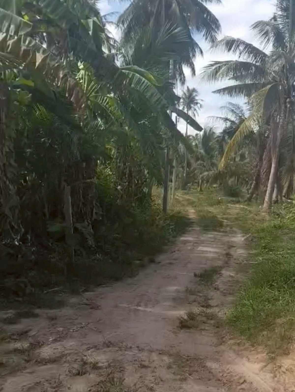 ขายที่ดินหัวหิน ประจวบคีรีขันธ์ : 86455 - ขายที่ดินทำเลดี เดินทางสะดวก ใกล้หาดแสงอรุณ ห่างจากถนนเพชรเกษมเพียง 800 เมตร ทับสะแก ประจวบคีรีขันธ์