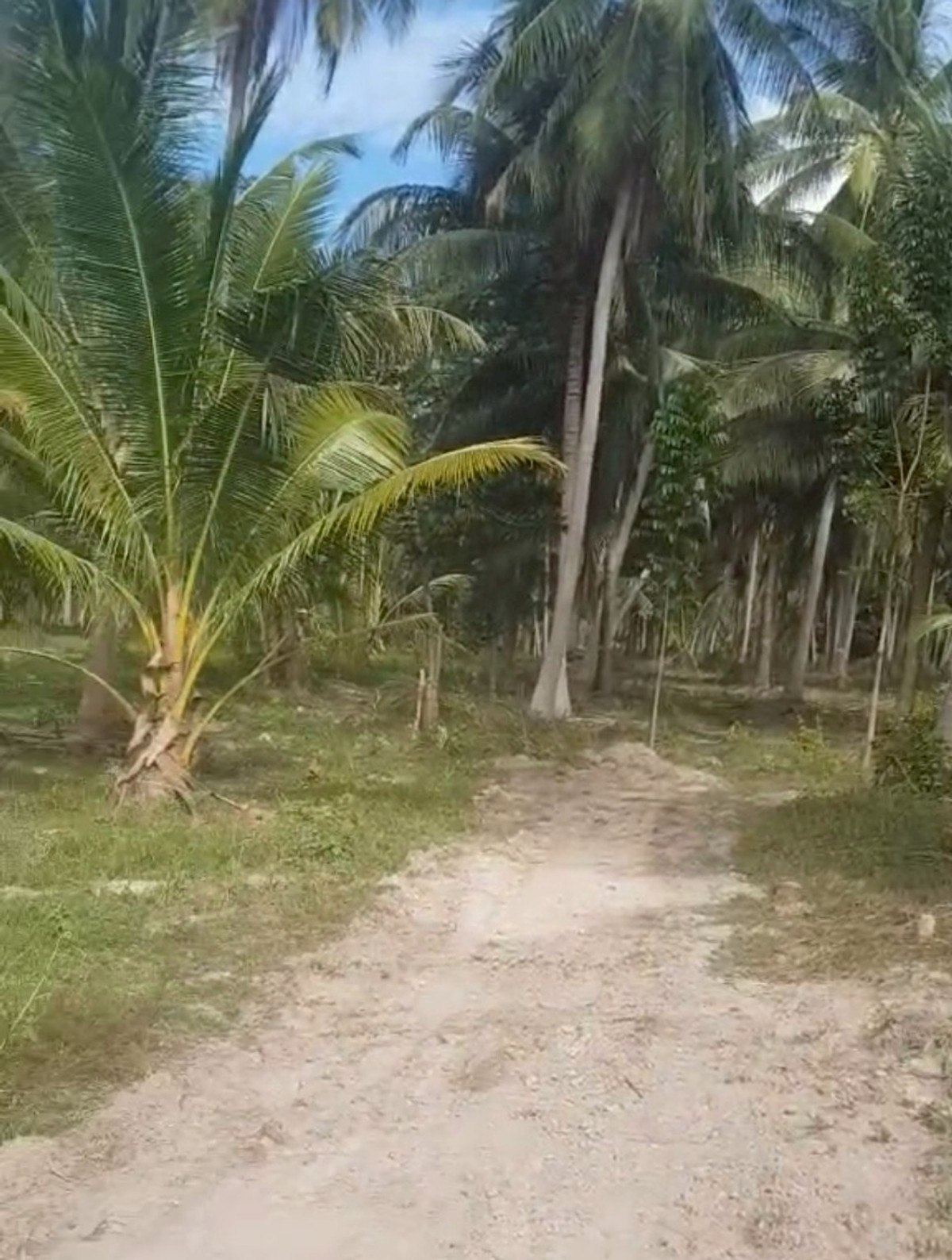 ขายที่ดินหัวหิน ประจวบคีรีขันธ์ : 86455 - ขายที่ดินทำเลดี เดินทางสะดวก ใกล้หาดแสงอรุณ ห่างจากถนนเพชรเกษมเพียง 800 เมตร ทับสะแก ประจวบคีรีขันธ์