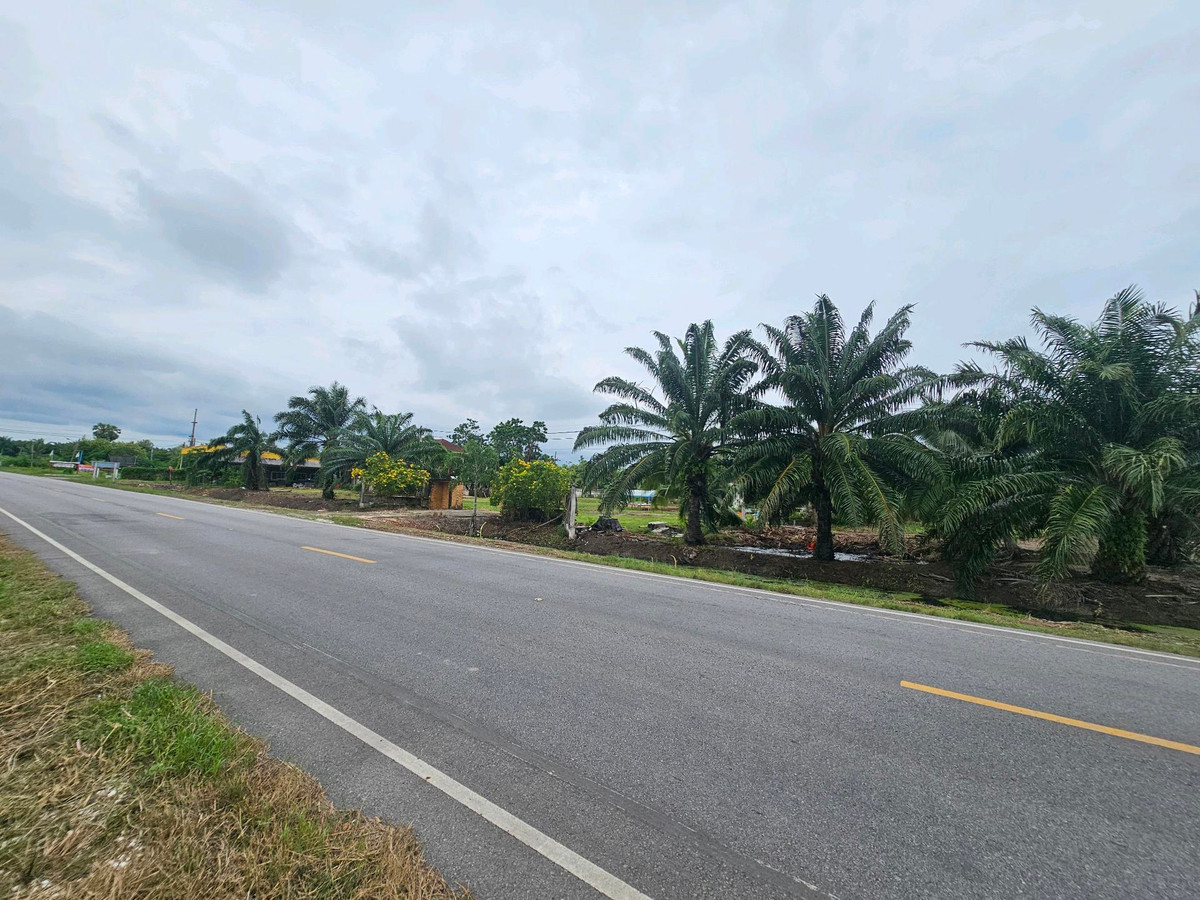For SaleLandKoh Samui, Surat Thani : Land for sale on Surat Thani Road in the tourist area of ​​Kanchanadit District.