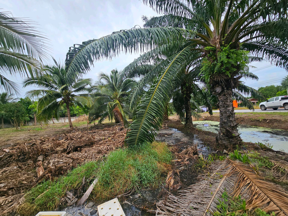 For SaleLandKoh Samui, Surat Thani : Land for sale on Surat Thani Road in the tourist area of ​​Kanchanadit District.