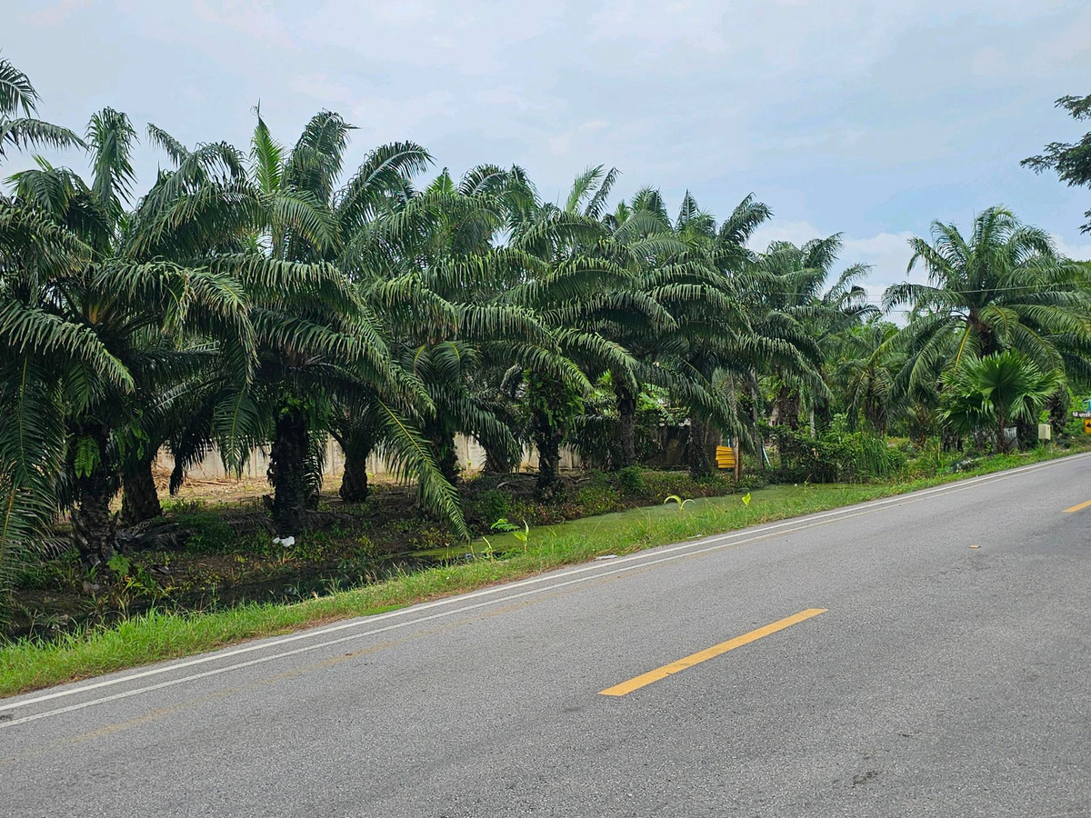 For SaleLandKoh Samui, Surat Thani : Land for sale on Surat Thani Road in the tourist area of ​​Kanchanadit District.