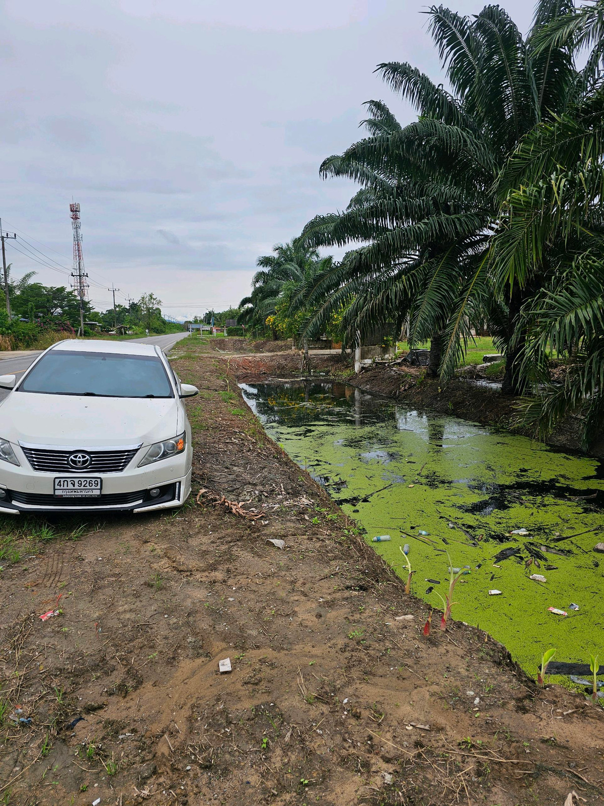 For SaleLandKoh Samui, Surat Thani : Land for sale on Surat Thani Road in the tourist area of ​​Kanchanadit District.