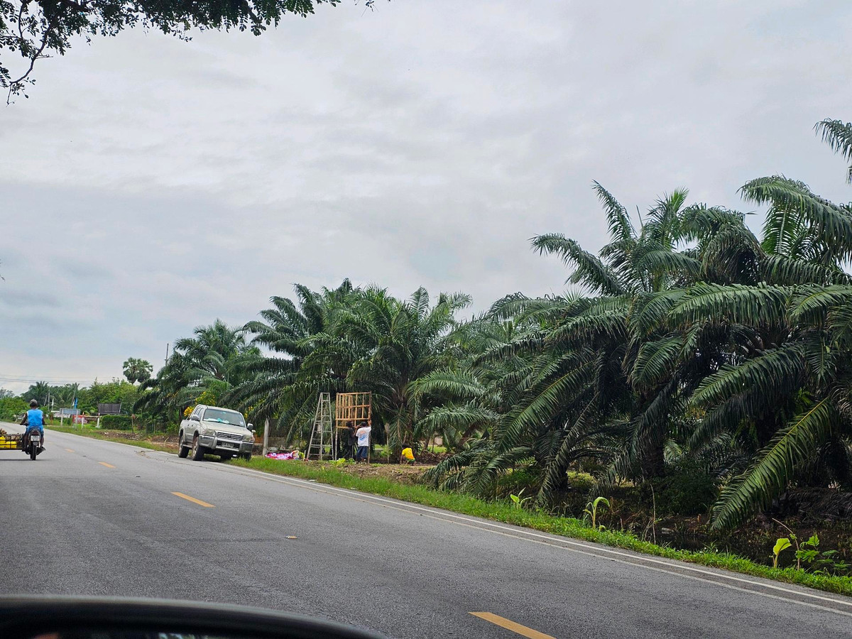 For SaleLandKoh Samui, Surat Thani : Land for sale on Surat Thani Road in the tourist area of ​​Kanchanadit District.