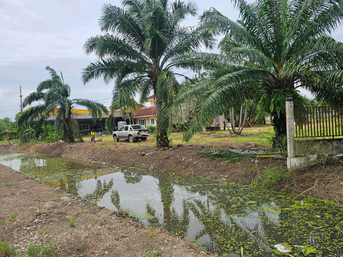 For SaleLandKoh Samui, Surat Thani : Land for sale on Surat Thani Road in the tourist area of ​​Kanchanadit District.