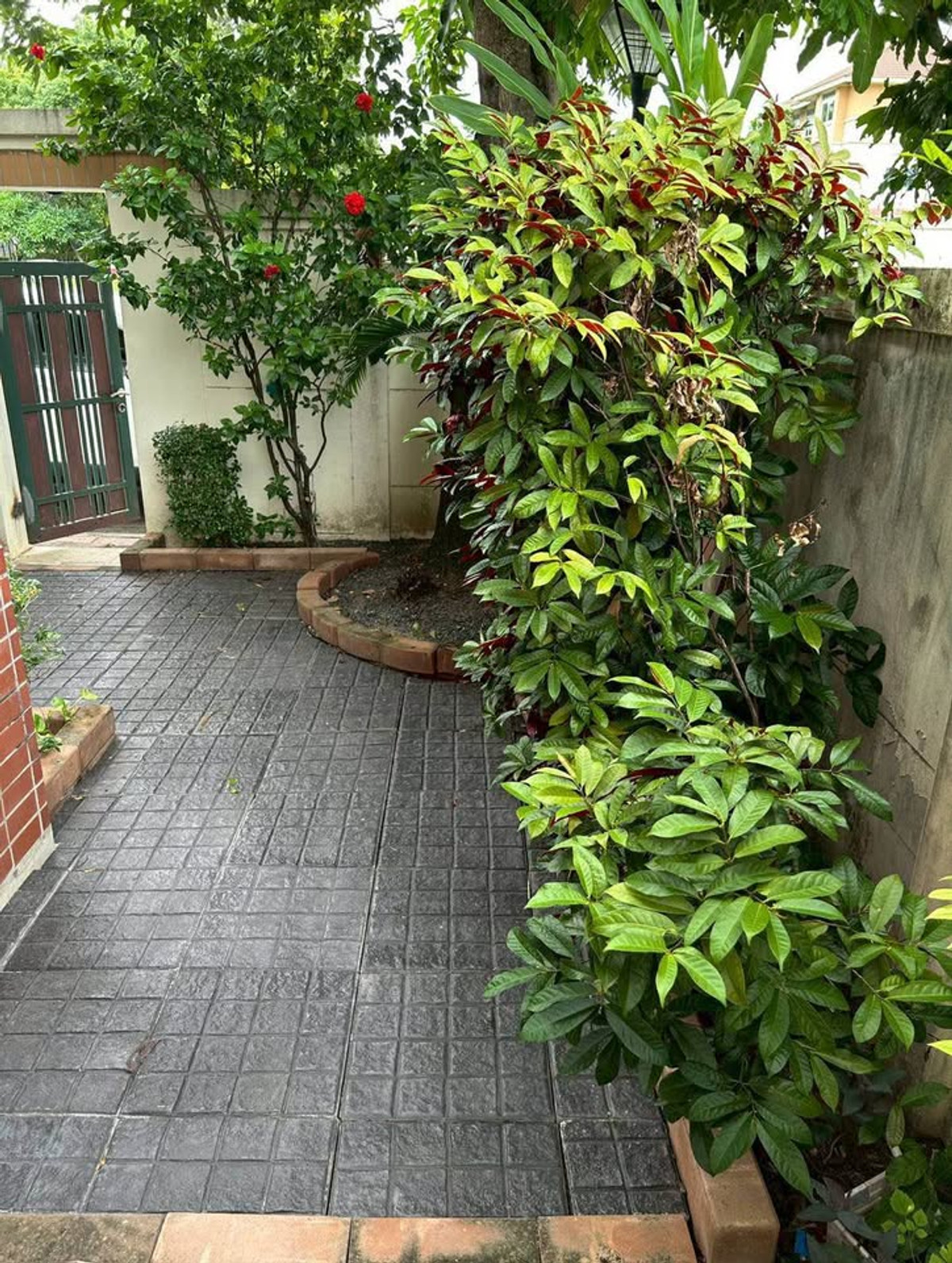 For RentHouseBangna, Bearing, Lasalle : Single house for rent in Lasalle sukhumvit 105 ( SPSEVE1464 )