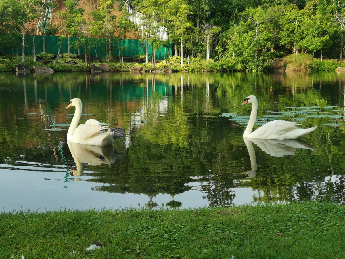 ขายคอนโดปากช่อง เขาใหญ่ : คอนโด swanlake khao yai , duplex unit 136 sqm.  ตำแหน่งวิวสวยที่สุด ท่ามกลางทะเลสาบ และขุนเขา  2 นอน 2 น้ำ  double volume ceiling.  