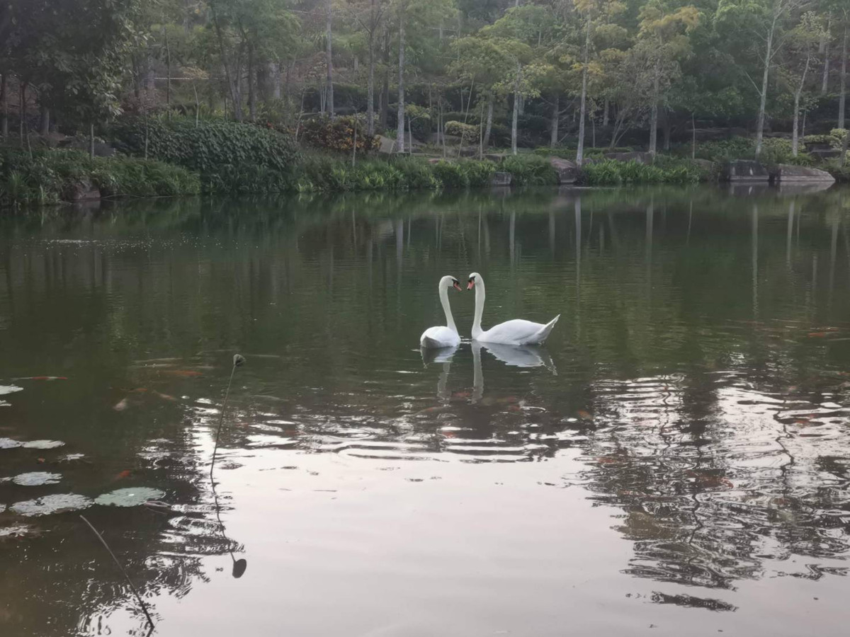 ขายคอนโดปากช่อง เขาใหญ่ : คอนโด swanlake khao yai , duplex unit 136 sqm.  ตำแหน่งวิวสวยที่สุด ท่ามกลางทะเลสาบ และขุนเขา  2 นอน 2 น้ำ  double volume ceiling.  