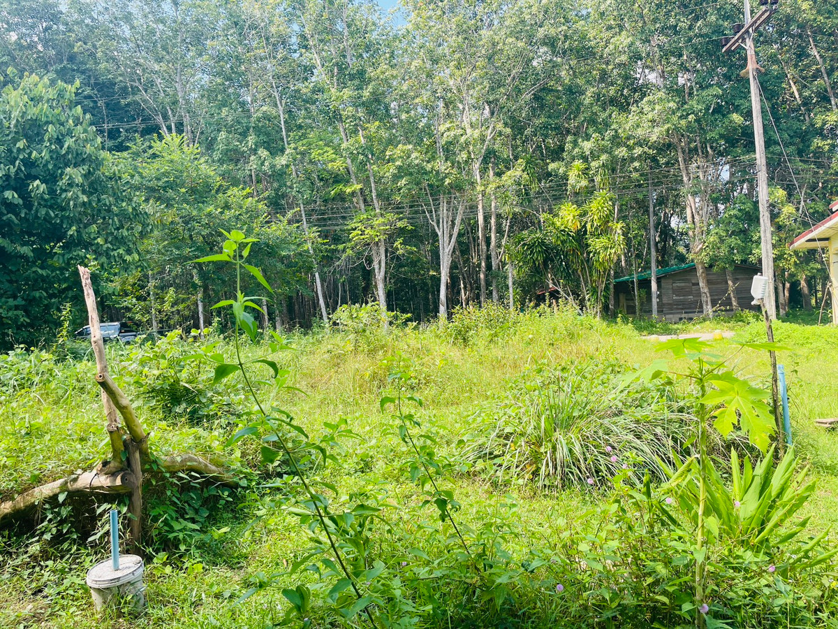 For SaleLandKrabi : Vacant land