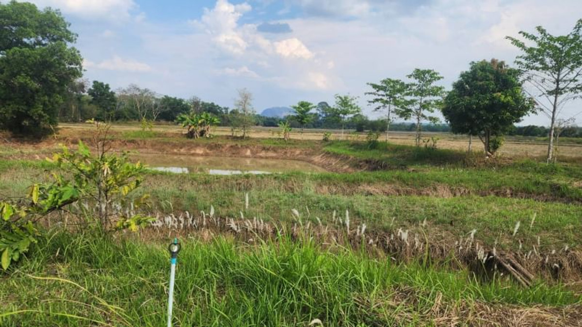 ขายที่ดินนครนายก : 92367 - ขายที่ดินเปล่า อ.ปากพลี จ.นครนายก ขนาด 4 ไร่ 41.9 ตร.ว. หน้ากว้างติดถนน 68 ม. ลึก 134 ม. ถมแล้ว น้ำไฟ เข้าถึง ที่ดินแปลงสวยเหมาะสำหรับลงทุนทำร้านอาหาร คาเฟ่ หรืออยู่อาศัย ติดถนนหลวง 3288