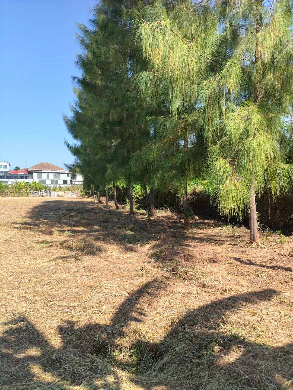 ขายที่ดินพัทยา บางแสน ชลบุรี สัตหีบ : ที่ดินถนนชัยพฤกษ์ 3 / (ขาย), Land Chaiyaphruek 3 Road / (FOR SALE) AM002