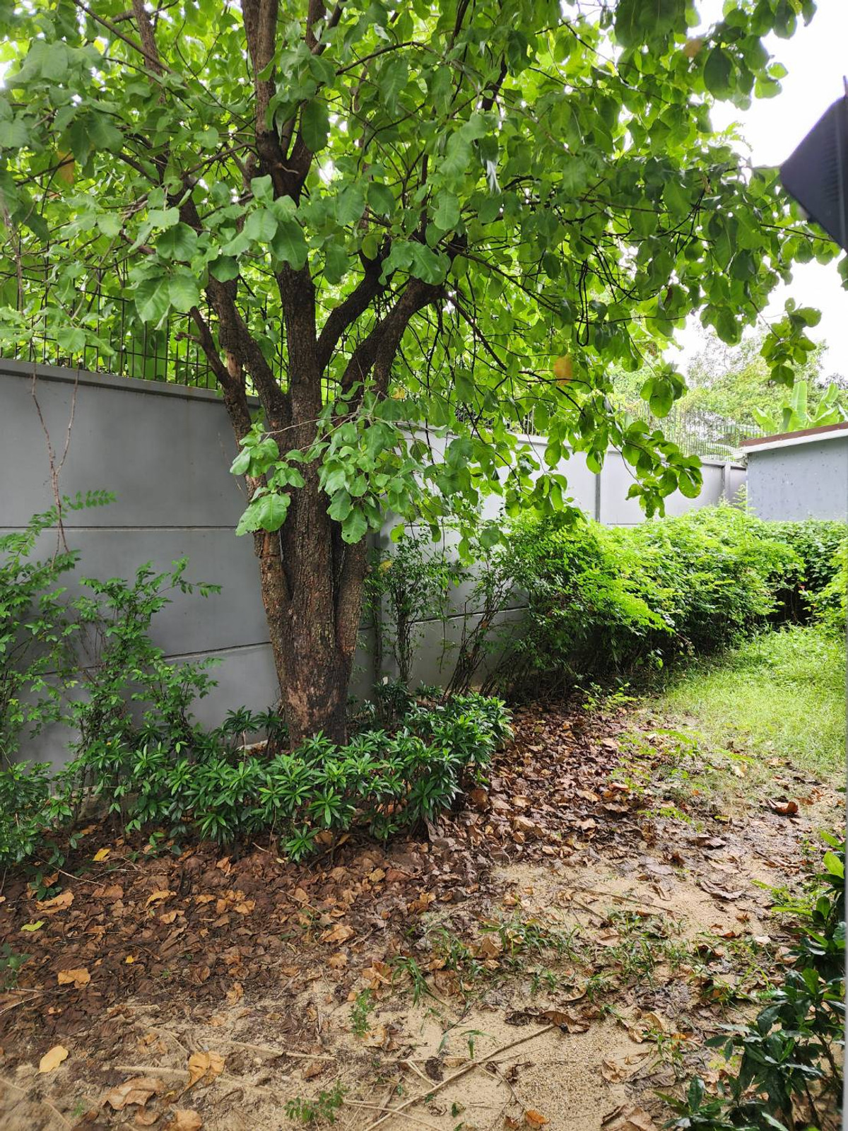 ให้เช่าบ้านปิ่นเกล้า จรัญสนิทวงศ์ : ให้เช่าบ้านเดี่ยว เศรษฐสิริ จรัญ–ปิ่นเกล้า  เฟส1 ราคาถูกสุด