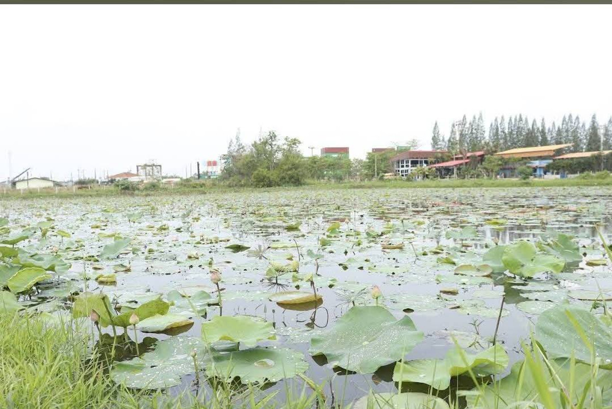 ขายที่ดินศรีราชา แหลมฉบัง บ้านบึง : ที่ดิน 9 ไร่ 2 งาน 76 ตารางวา บางละมุง ชลบุรี (ขาย), Land 9 Rai 2 Ngan 76 Square Wa Bang Lamung Chonburi (FOR SALE) YEAN061